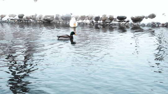 冬日 河流 温泉 开春 大寒 节气视频素材模板下载