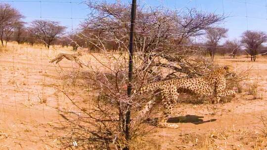 非洲猎豹在栅栏后面奔跑的慢动作