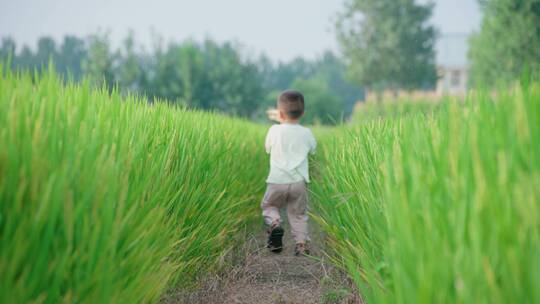 儿童在水稻田-奔跑