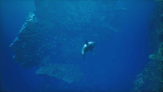 一只在珊瑚礁上游泳的大鲨鱼