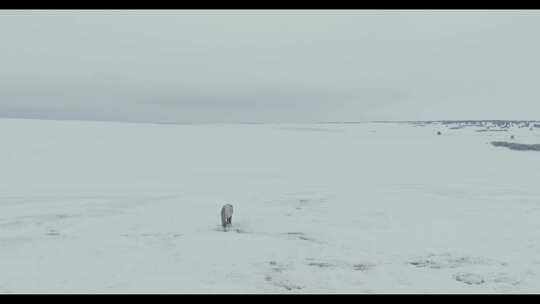 雪原上一匹孤独的蒙古马