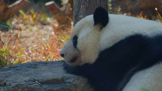 动物园大熊猫合集