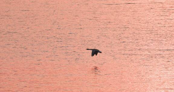 一只大雁水面上方飞翔慢镜头