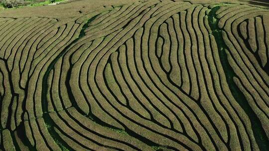 圣米格尔，葡萄牙，茶园，岛屿