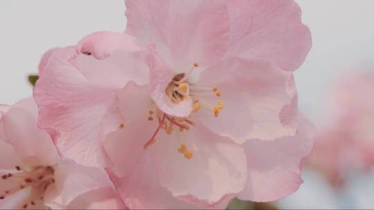 桃花的特写