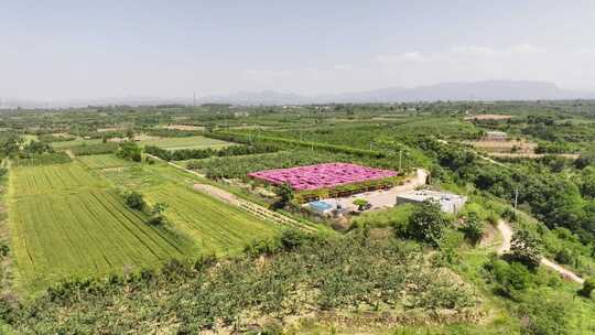 三门峡花海迷宫