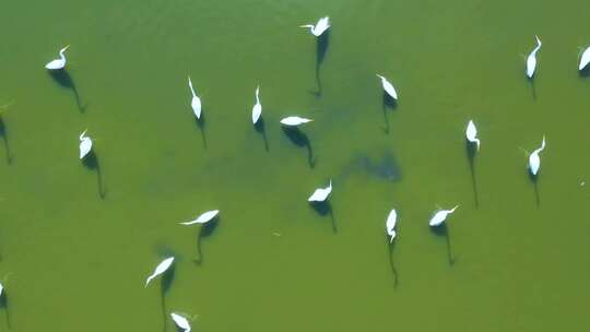 白鹭飞、湿地白鹭