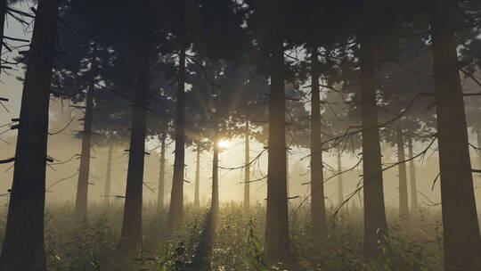 阳光照射下的雾松林视频素材模板下载