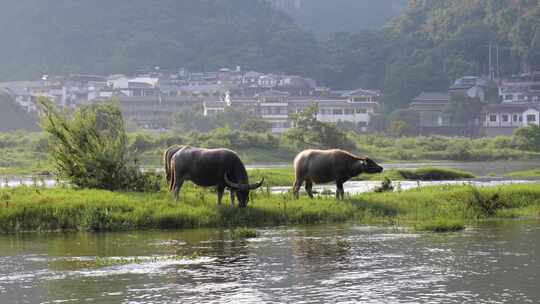 河边水牛吃草 养牛 放牛 牛吃草