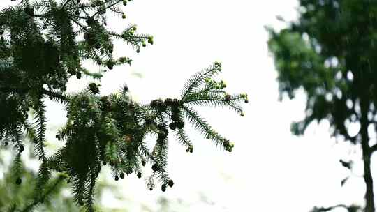 雨天山景清新树叶随风飘动