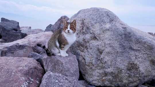 虎斑流浪猫坐在海边的岩石上