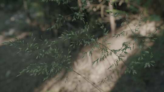 草 草地 绿色 花草 植物 实拍视频