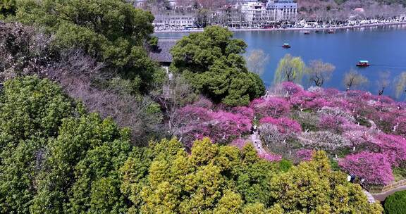 杭州西湖孤山公园梅花盛开