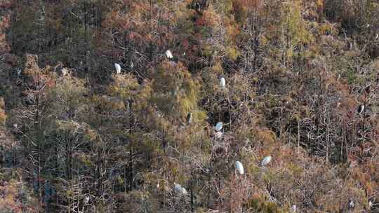 佛山市顺德伦教大涌水杉湿地候鸟白鹭群