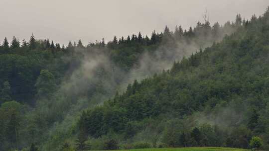 森林 树木 山脉 树林 云雾