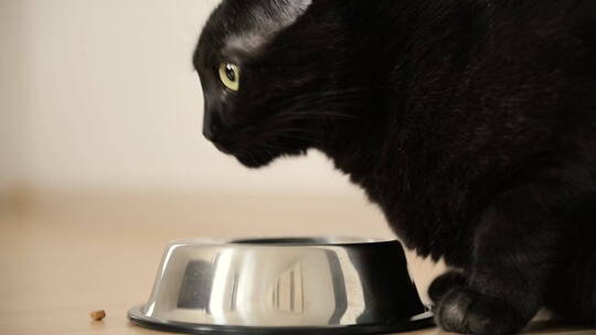 饥饿的黑猫在家里吃金属碗的食物的特写