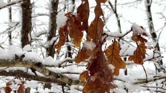 下雪后树枝枯叶上的积雪