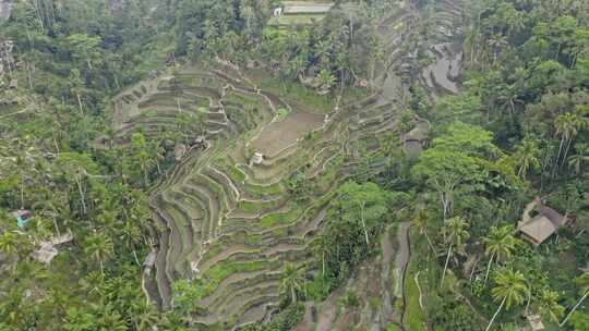 热带，稻田，稻田，种植园