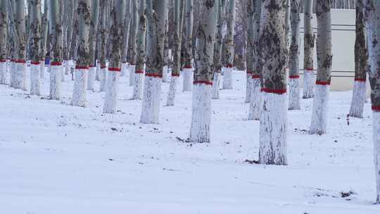 树林树木积雪雪景视频素材模板下载