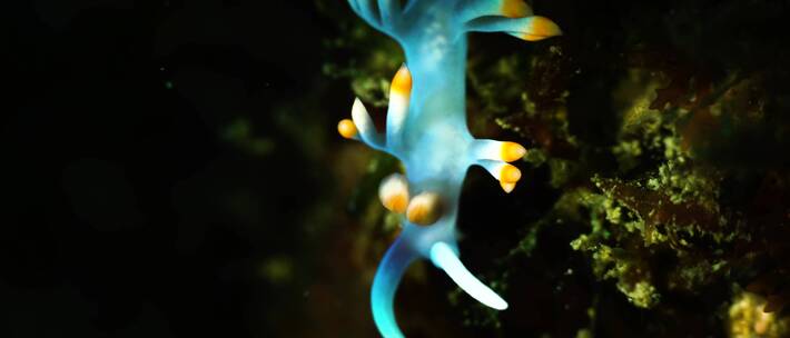海底珊瑚虫微距特写