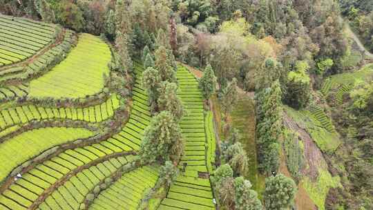 大山里的绿色茶园美景景色航拍