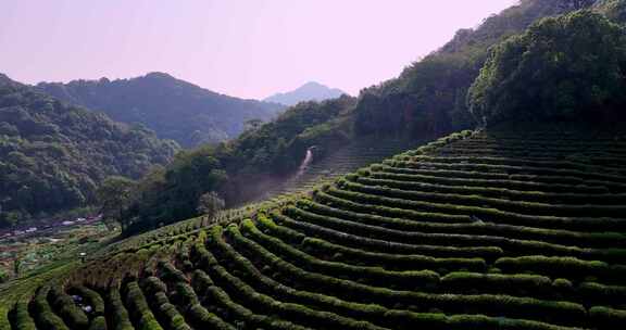 无人植保机茶园茶山打药