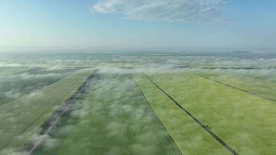 航拍垦区田野油菜花田地晨雾风景