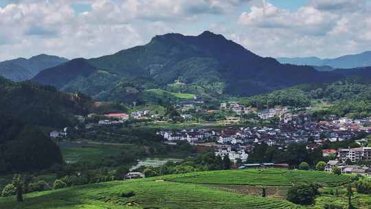 茶园 俯瞰茶田茶园