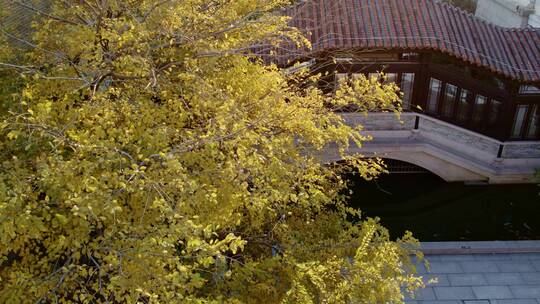 广州西关永庆坊秋色黄叶特写