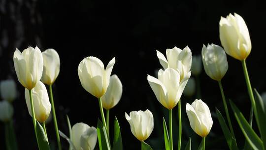 微风中洁白的 白色郁金香花