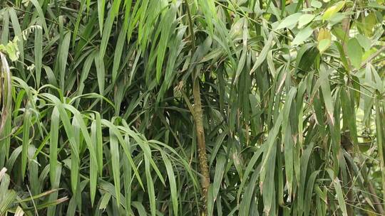 藤蔓植物危险针刺森林视频素材模板下载