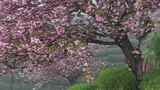 航拍茶山上盛开的粉红色樱花高清在线视频素材下载