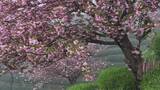 航拍茶山上盛开的粉红色樱花高清在线视频素材下载