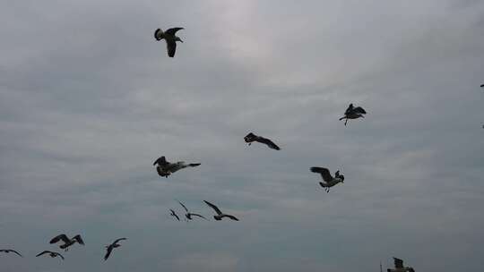 大海海洋海鸥飞翔