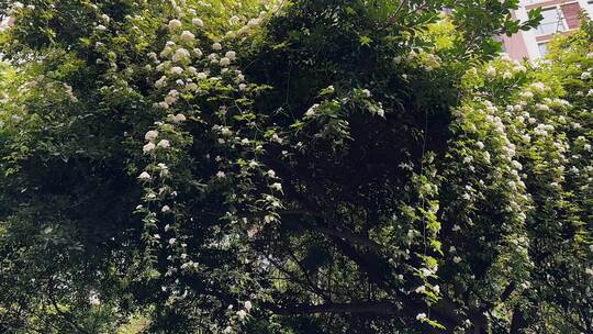 七里香花