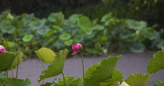 杭州西湖雨中荷花视频