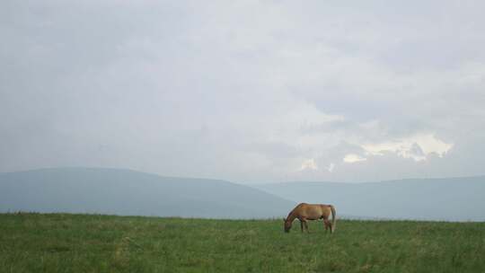 马在山上吃草