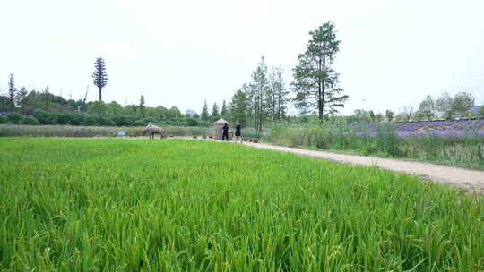 武汉洪山区光谷花海