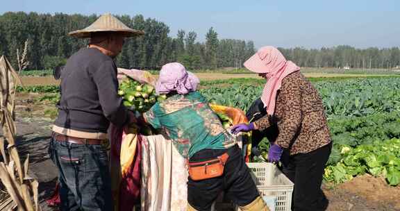 萝卜种植 拔萝卜水果萝卜 种植户