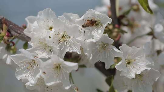 樱花与蜜蜂