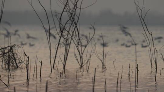 白龟湖上红嘴鸥