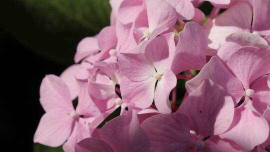 绣球花的花瓣特写镜头