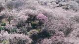 福州永泰青梅花航拍（葛岭万石村）18高清在线视频素材下载