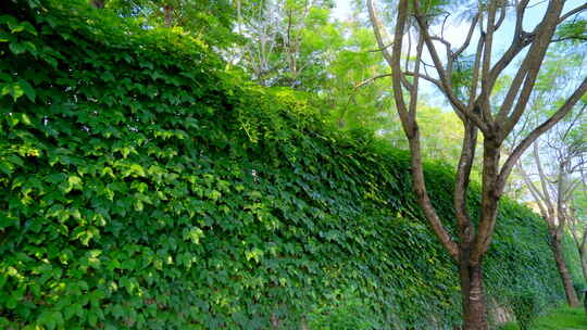 围墙 爬山虎 绿叶墙 藤蔓