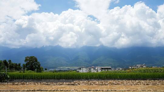 大理苍山洱海树林森林农田稻田牧场农场