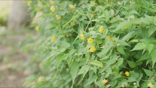 公园灌木小花(内含16:9和2.39:1两组画幅)