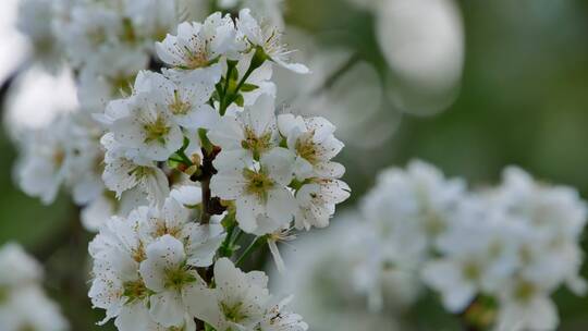 樱桃树开花白色樱花