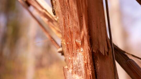 一棵折断的树皮的特写浅焦点镜头