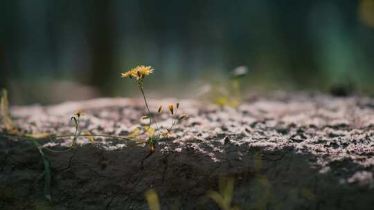 黄色的野花