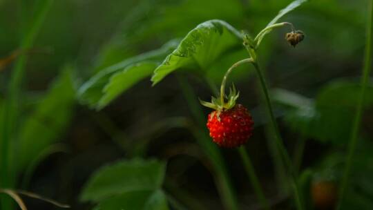 将野生草莓近距离拍摄到野外